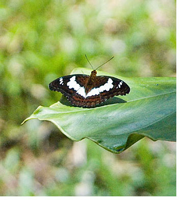 Butterfly in Brunei