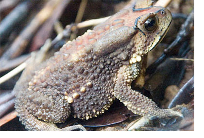 Frog in India