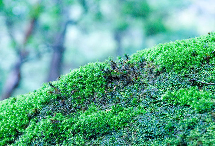 Japanese Moss