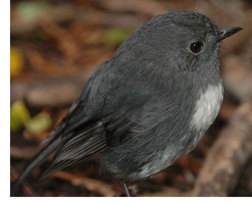 Bird in New Zealand