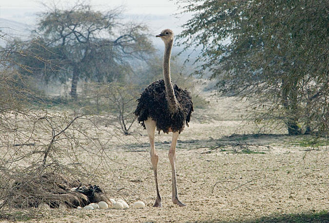 Ostrich in Bahrain