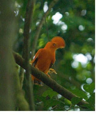 Bird in Suriname Forest