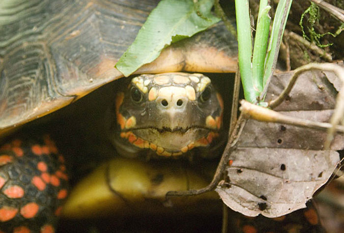Turtle in Suriname