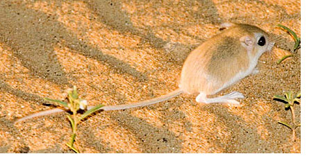 Mouse in United Arab Emirates